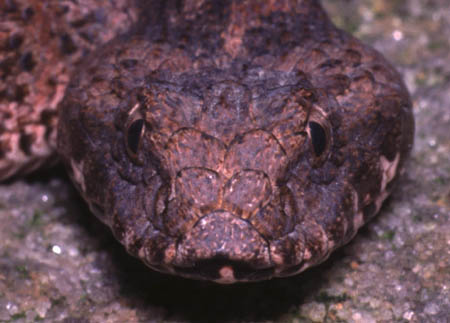 Sydney Death Adder - Acanthophis antarcticus - 1 Year old male from Sydney (north side), NSW.