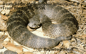 Death Adder - Acanthophis antarcticus - From West Head, NSW, Australia.