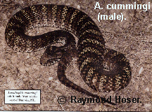 Top End Death Adder, Acanthophis cummingi.