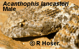 Northern Death Adder - Male