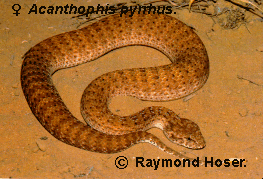 Desert Death Adder - Acanthophis pyrrhus - Female, from The Tits, Western Australia.