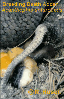 Death Adder giving birth.